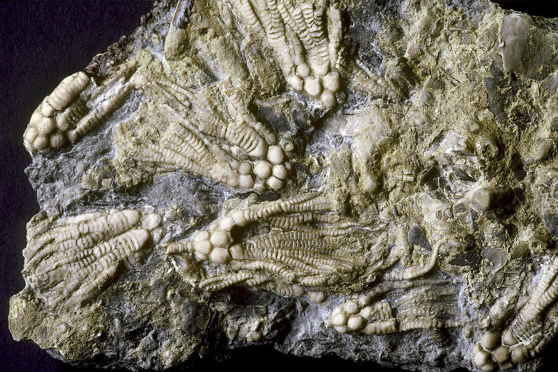 Fossil Echinoderms