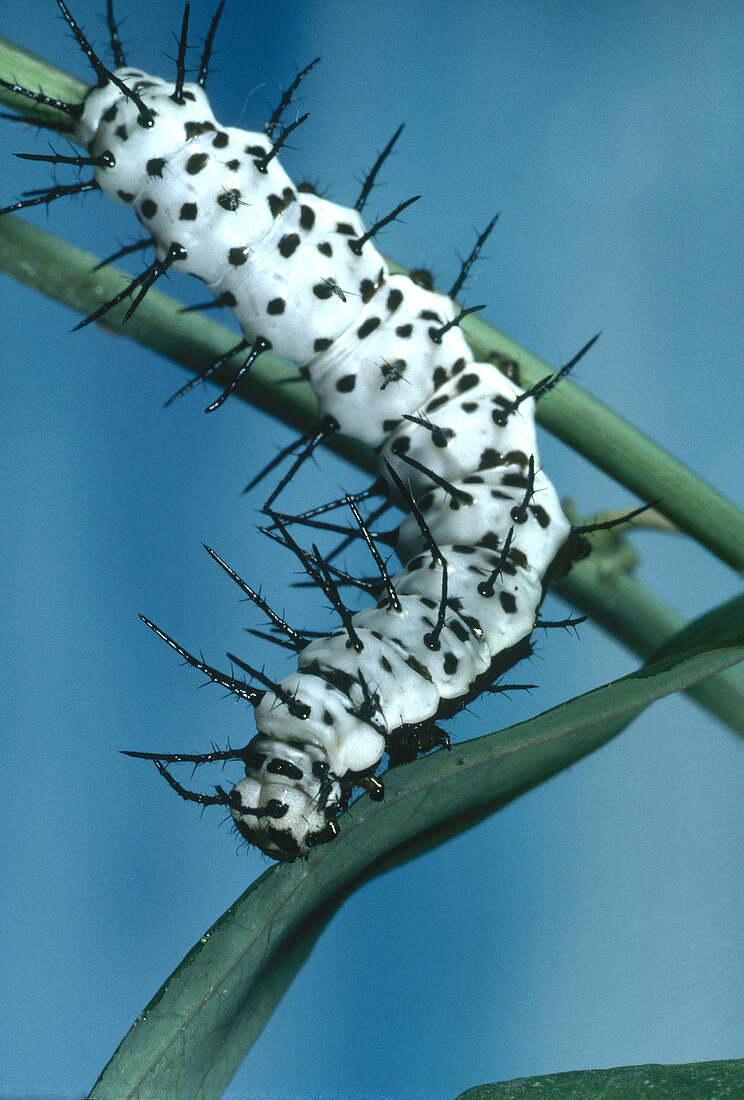Zebra Longwing Caterpillar
