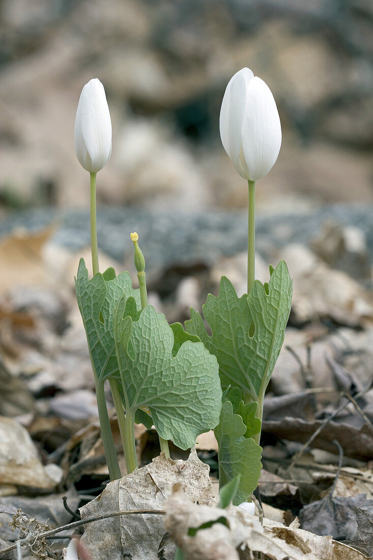 Bloodroot