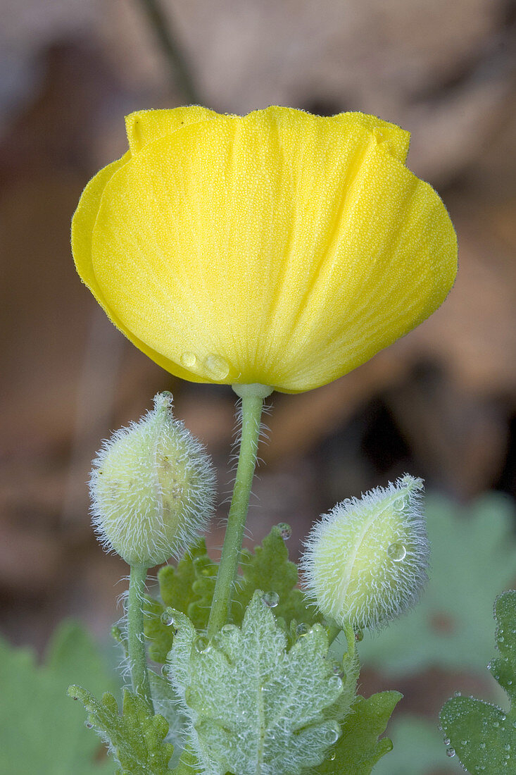 Celandine Poppy