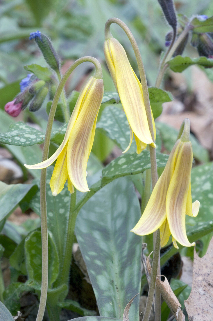 Trout Lily