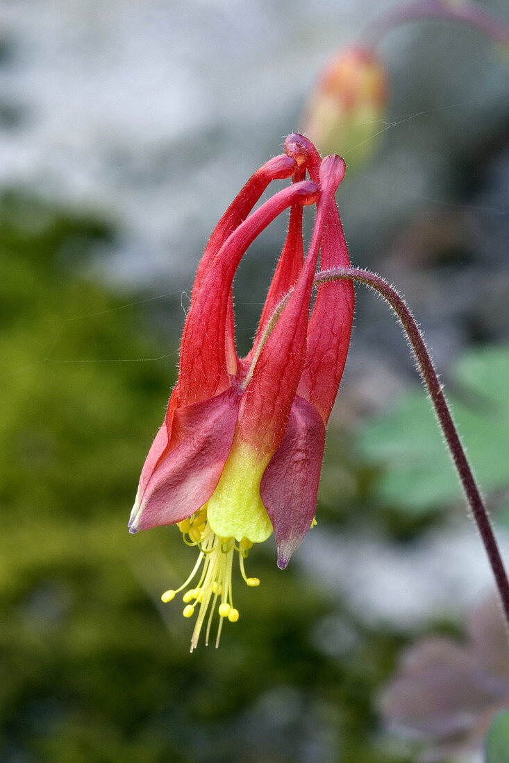 Wild Columbine