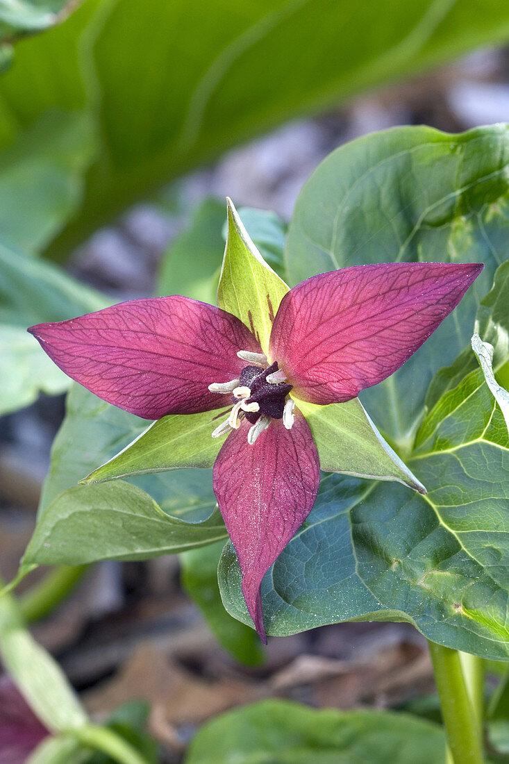 Purple Trillium