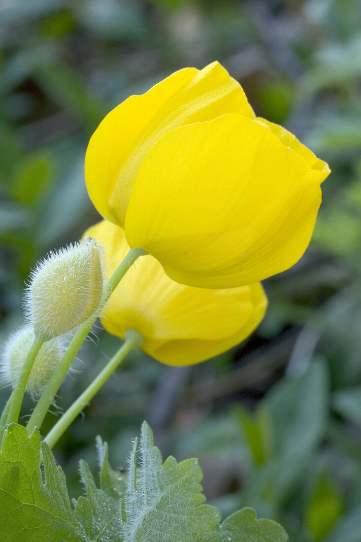 Celendine Poppy