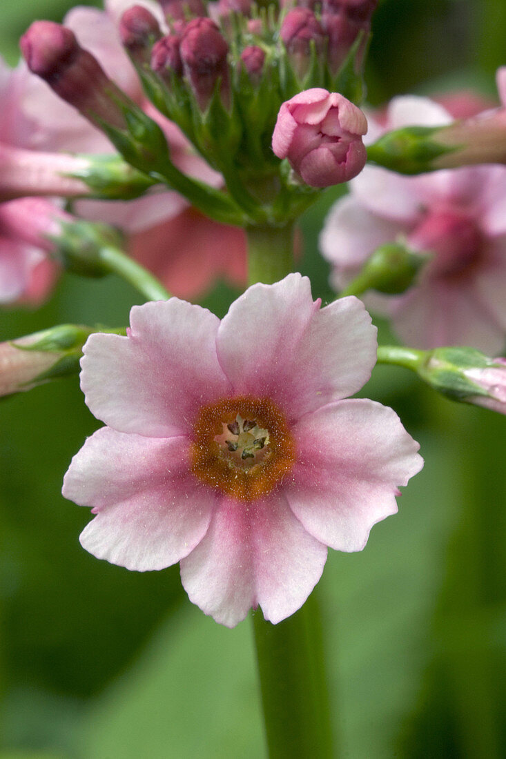 Japanese Primrose