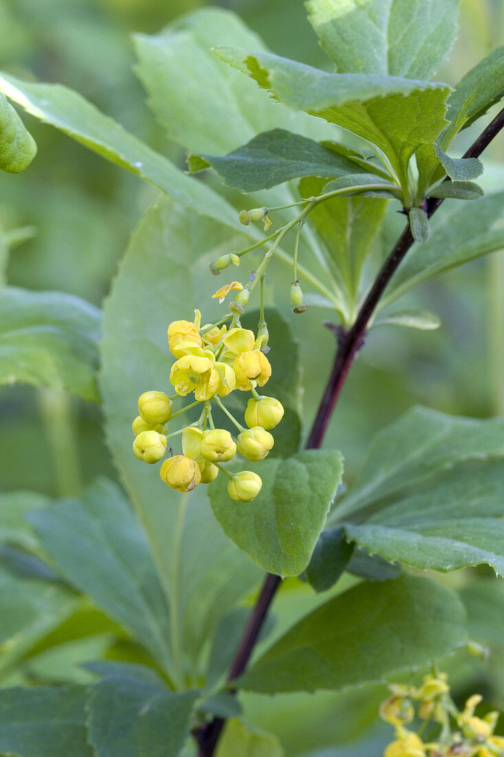 Common Barberry