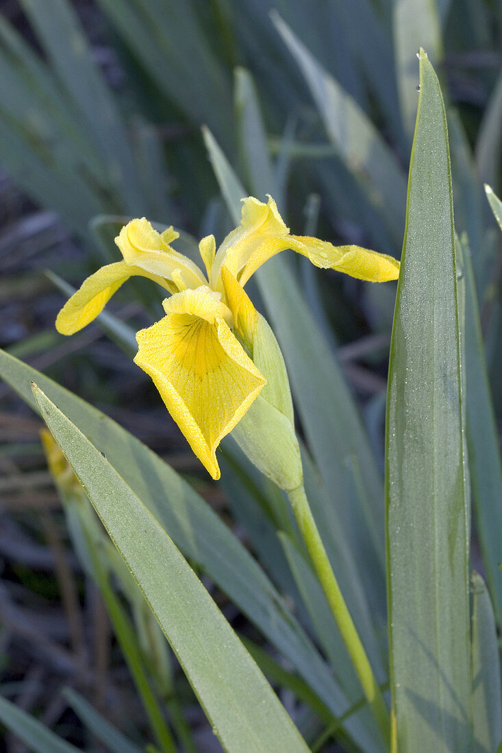 Yellow Iris