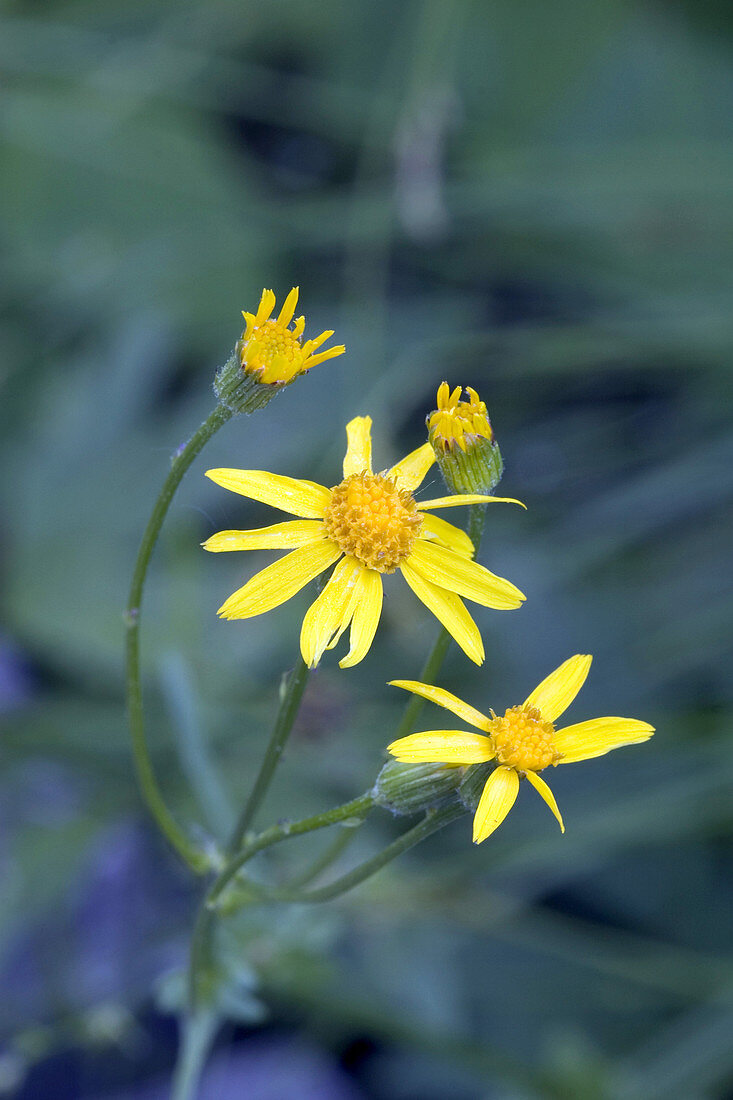 Golden Ragwort