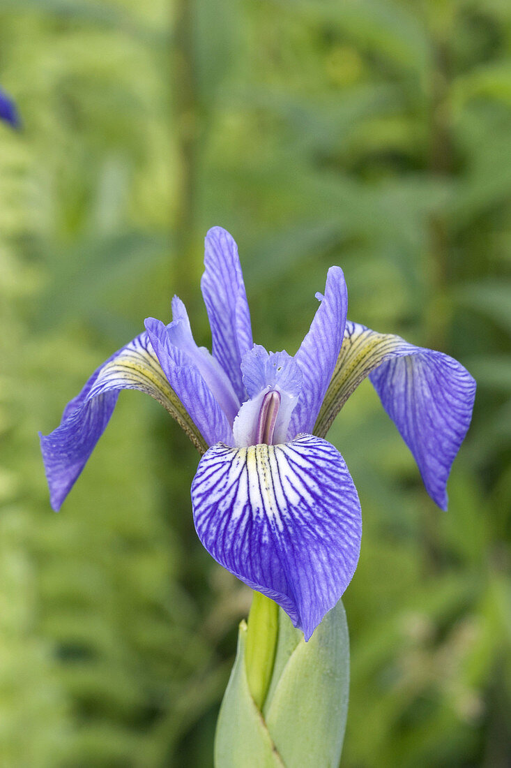 Larger Blue Flag Iris