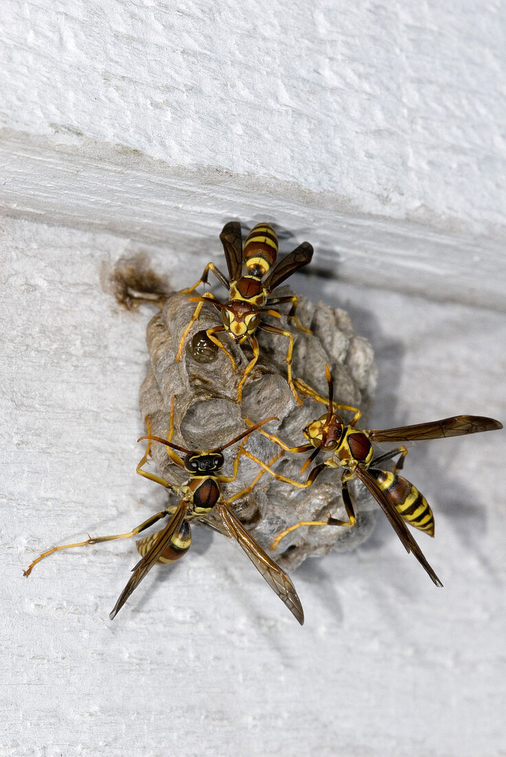 Paper Wasps (Polistes sp.) at nest