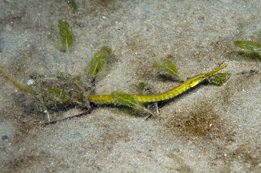 Pipefish