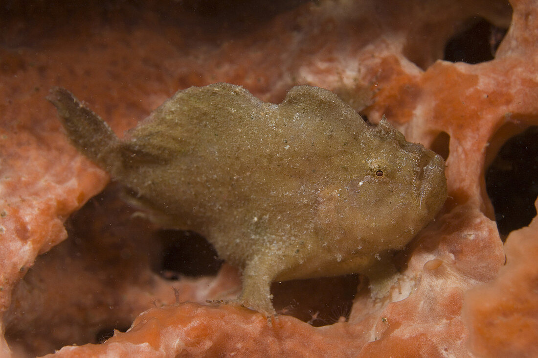 Dwarf Frogfish