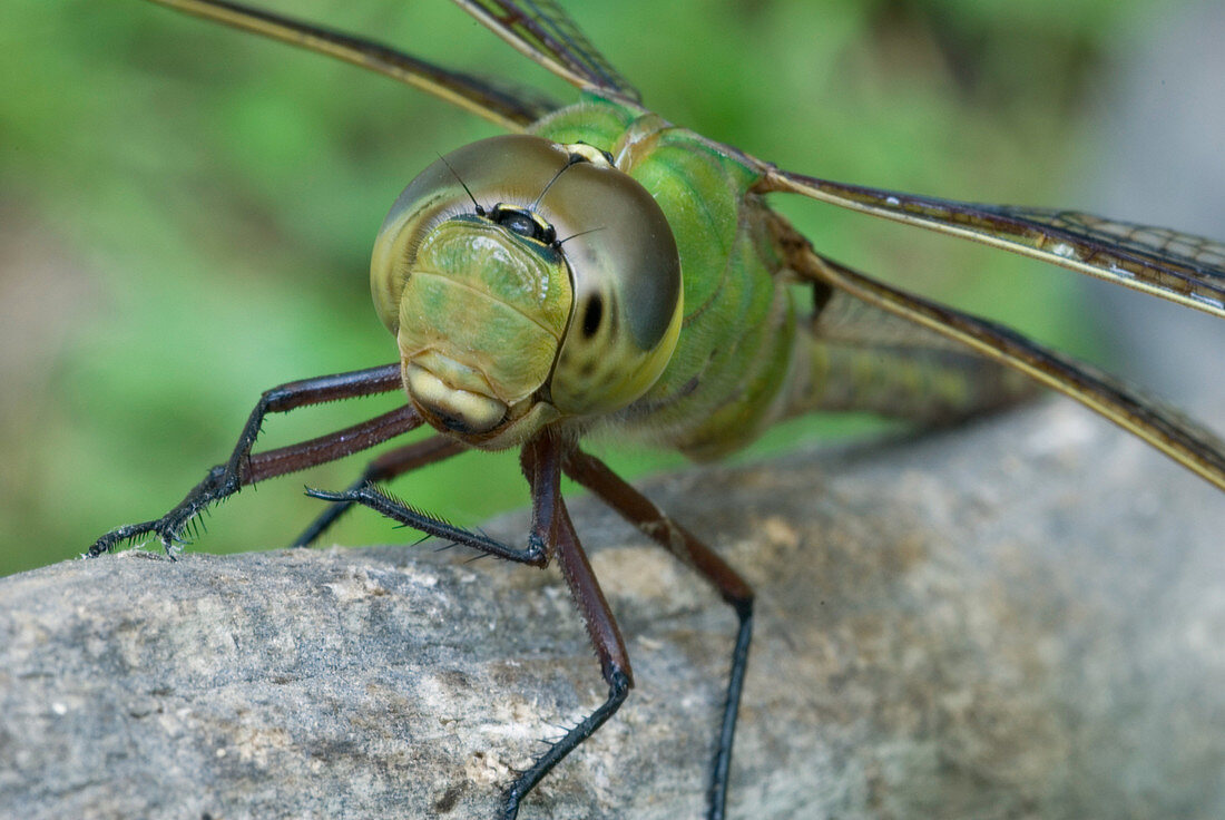 Female Green Darner