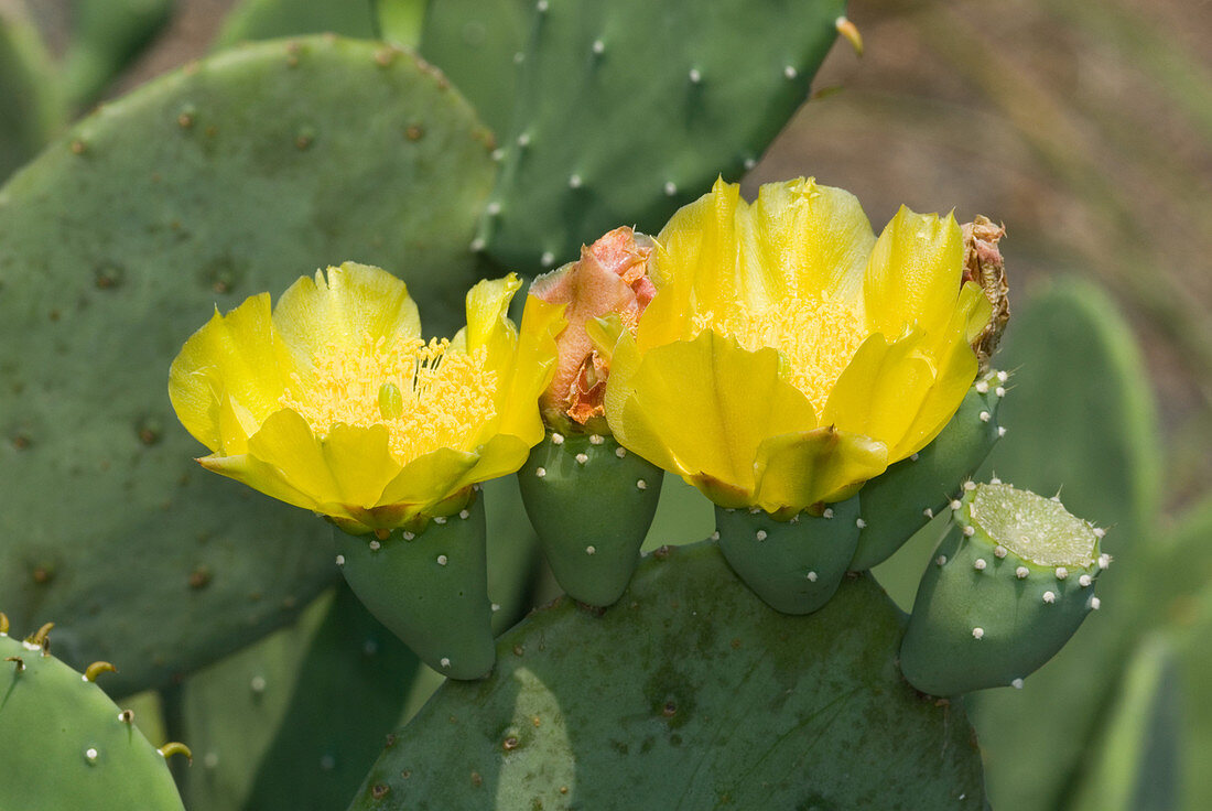 Tigertongue Prickly Pear flowers