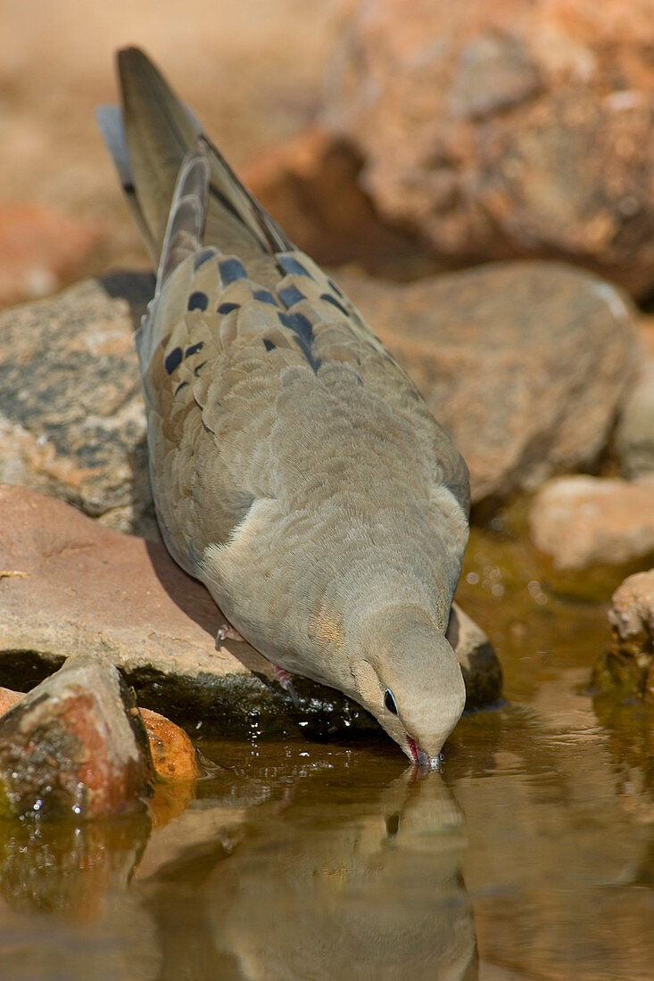 Mourning Dove drinking