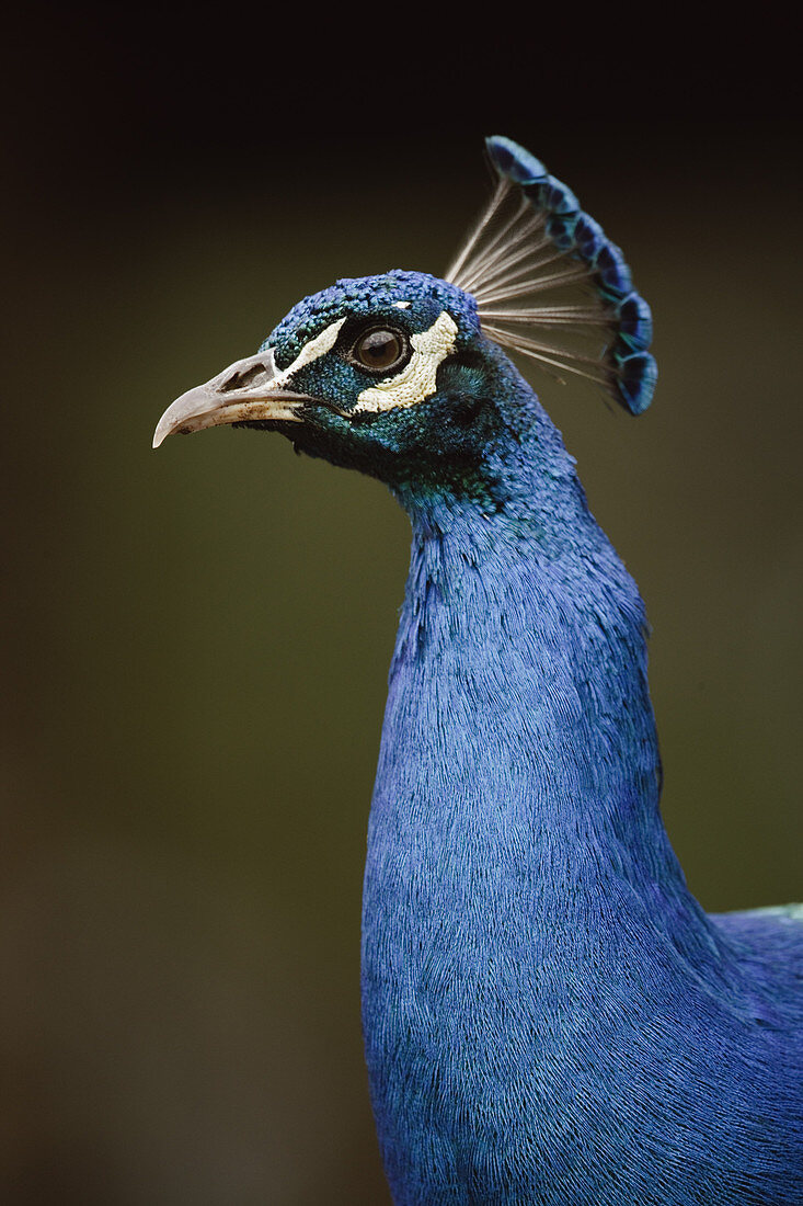 Close-up of Peacock