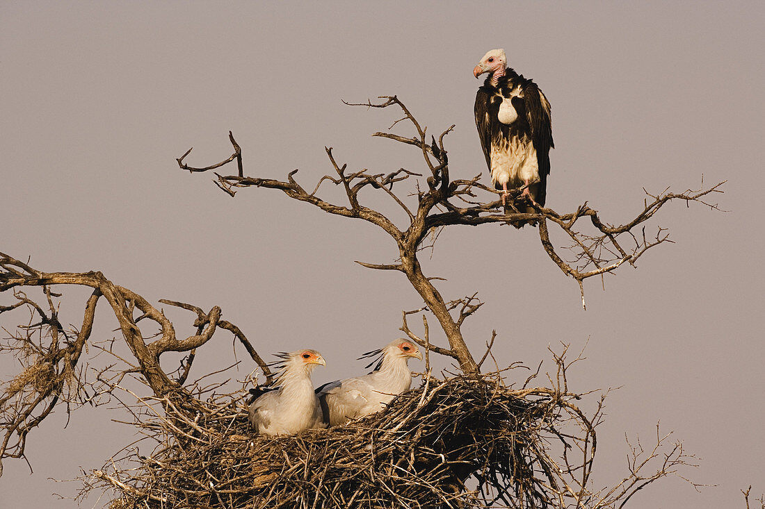 White-headed Vulture and Secretary Birds
