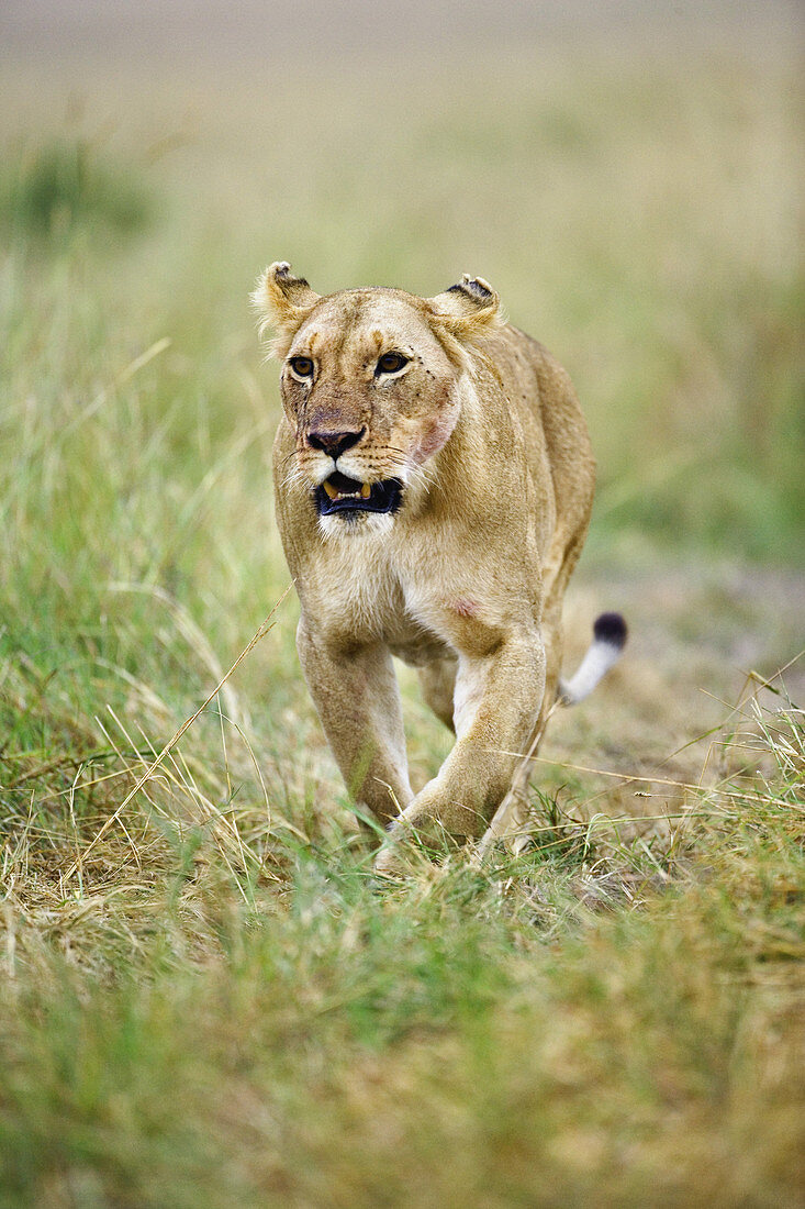 Lioness Returns from Hunt