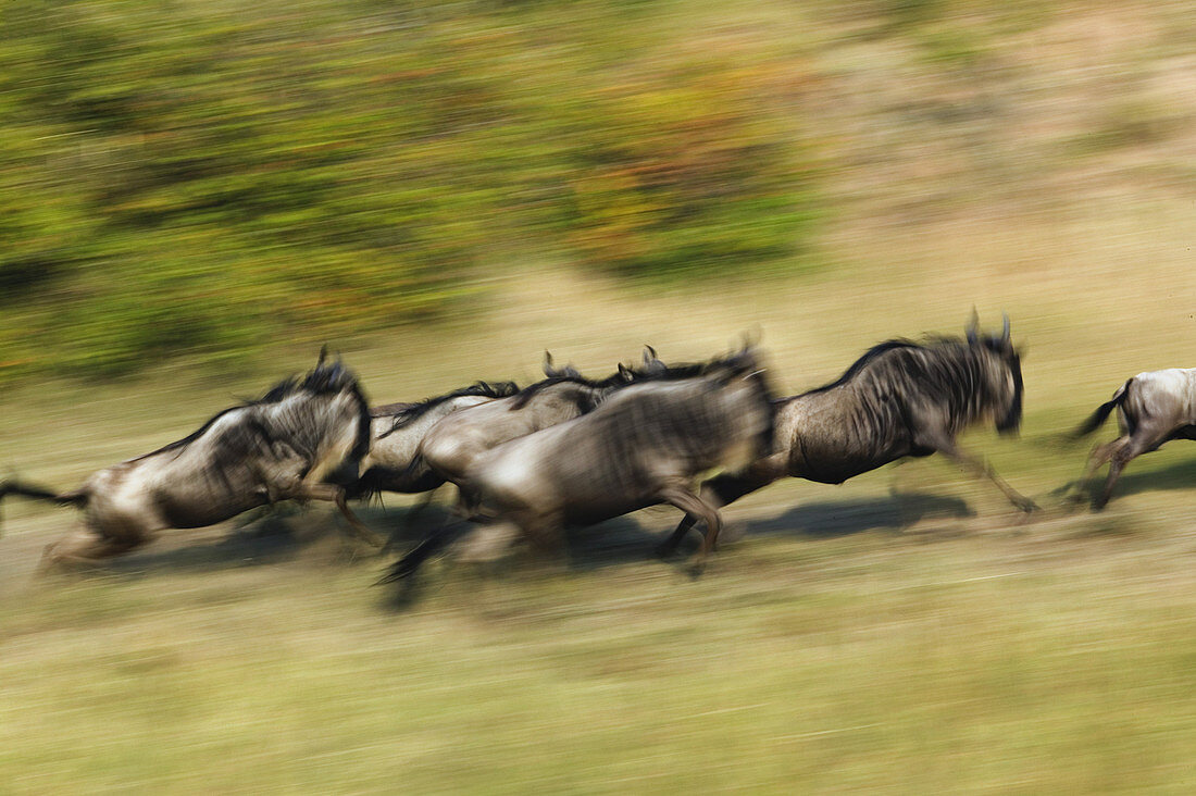 Pack of Wildebeests in Motion