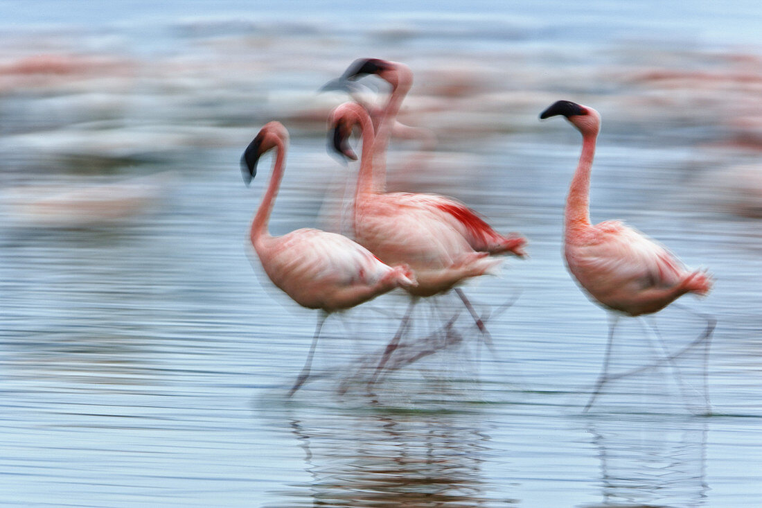 Lesser Flamingos in Motion