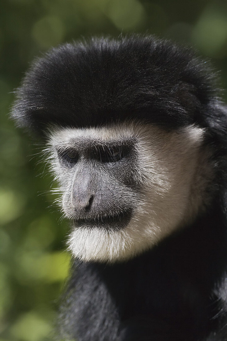 Abyssinian Black and White Colobus
