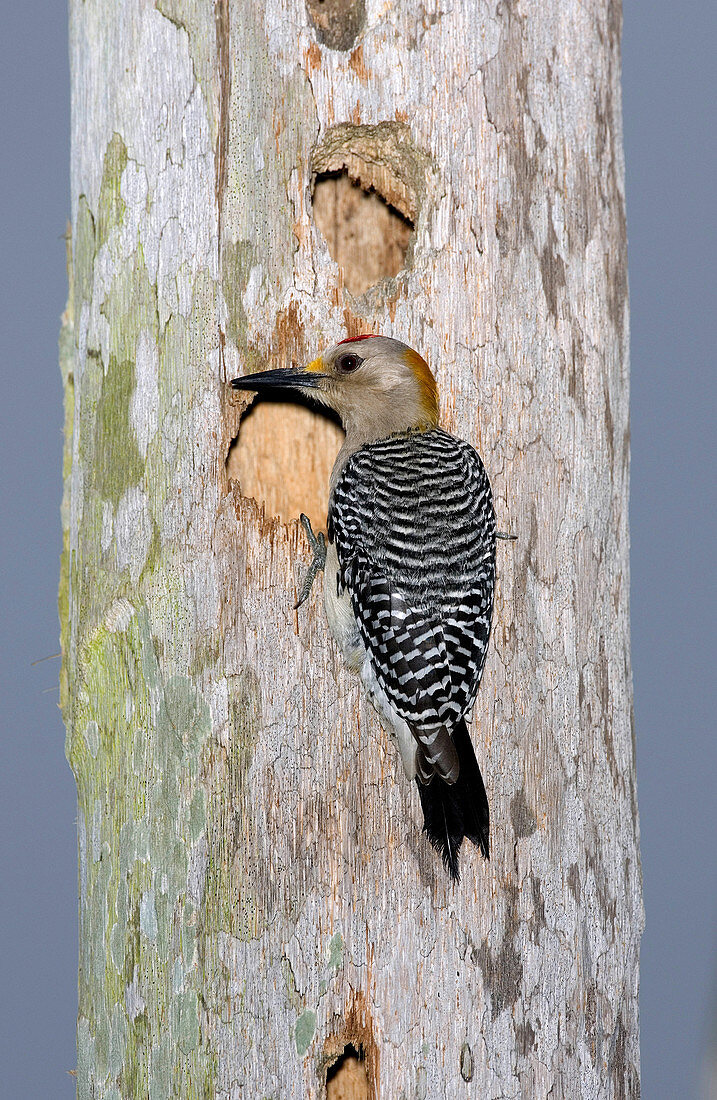 Golden-fronted Woodpecker