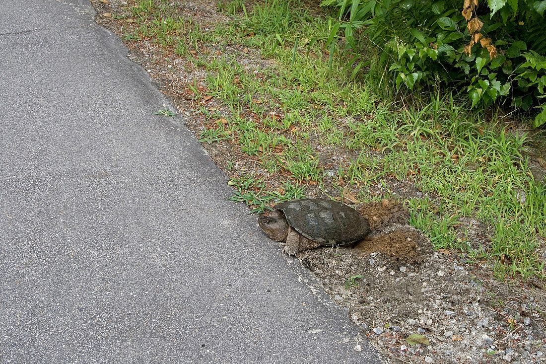 Female Snapping Turtle