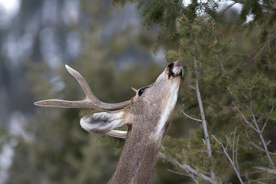 Mule Deer Feeding on Pine