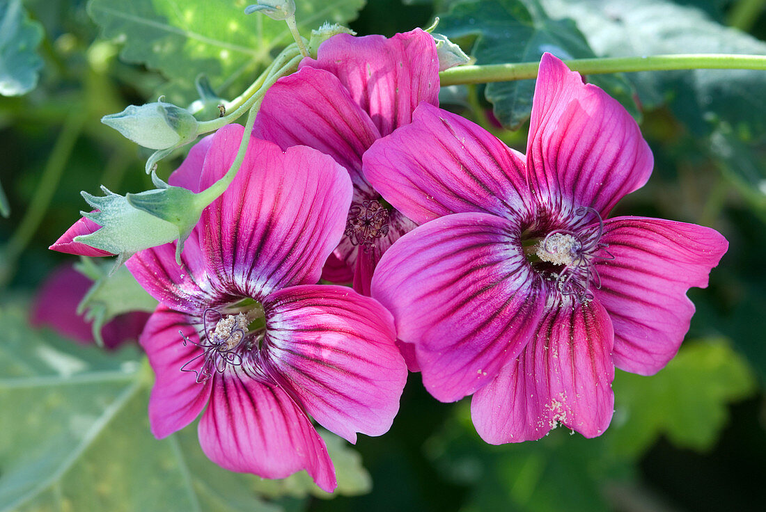 Northern Island Tree Mallow