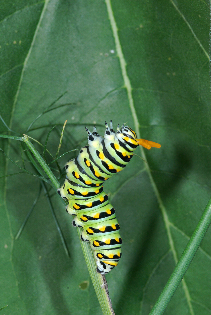 Swallowtail Butterfly Caterpillar