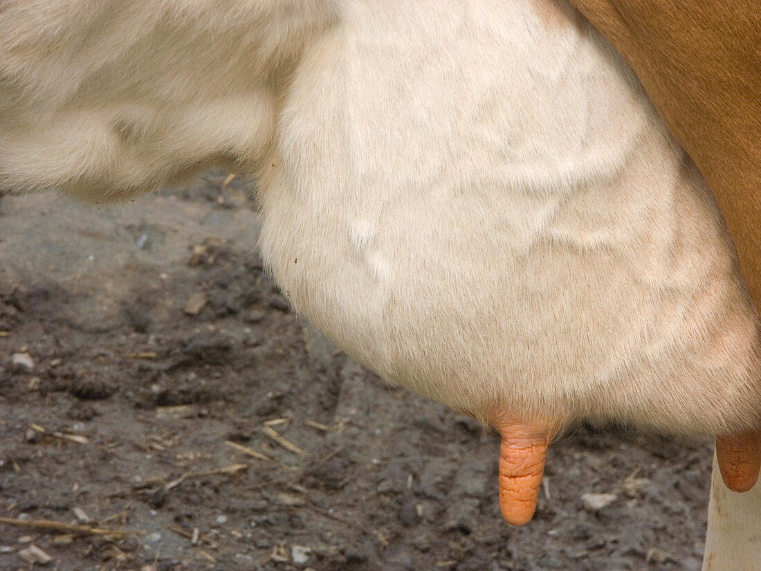 Cow udders