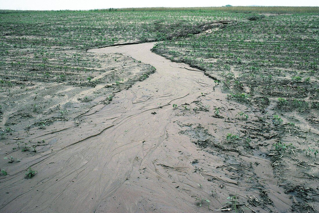 Rill erosion
