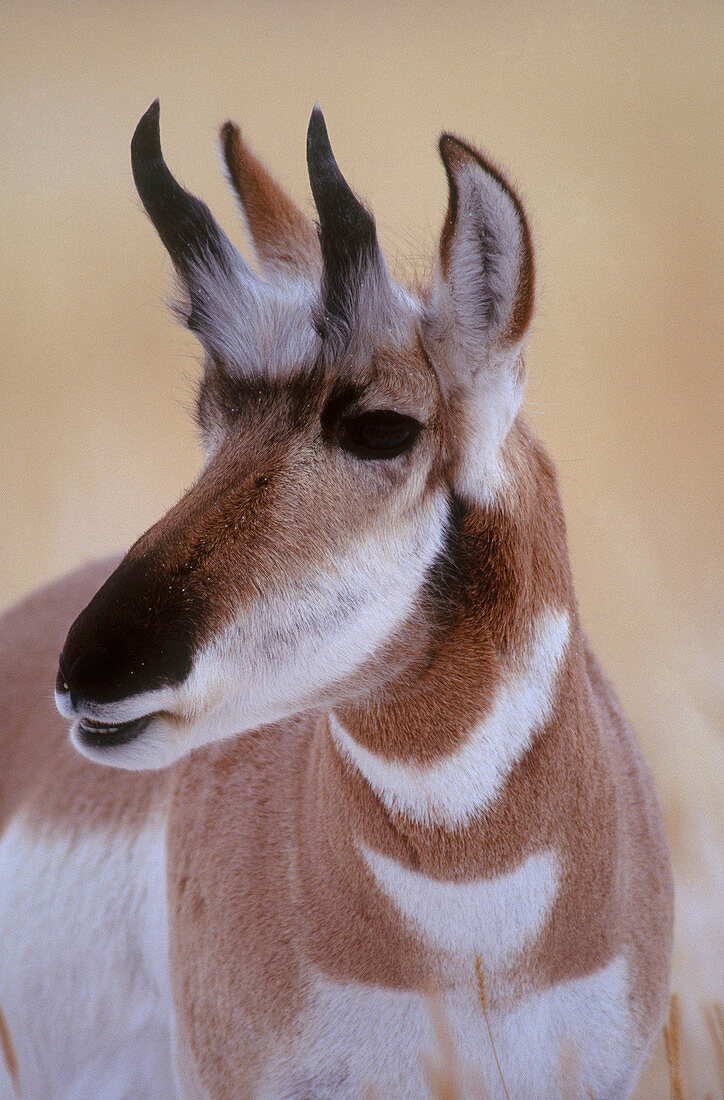Young Pronghorn Buck