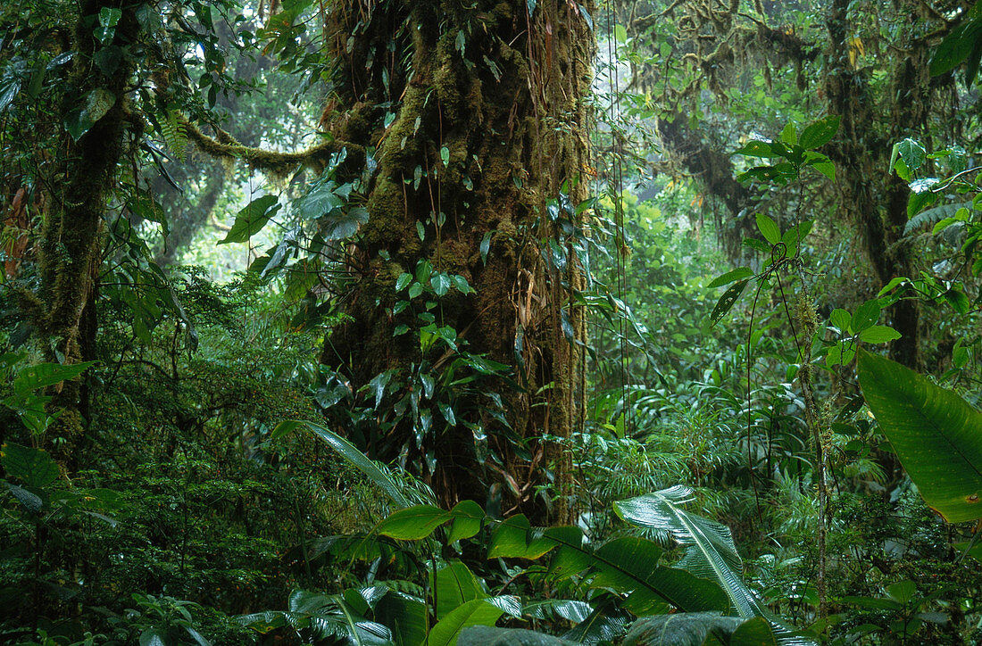 Costa Rican Cloud Forest