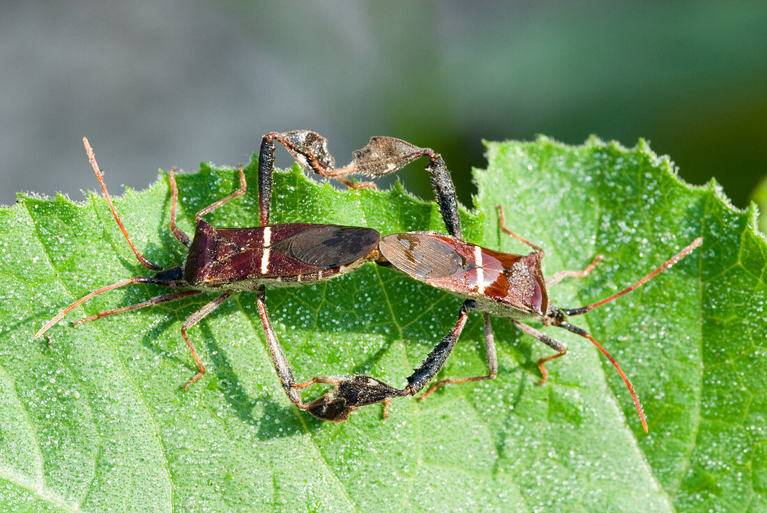 Leaf-footed Bugs mating