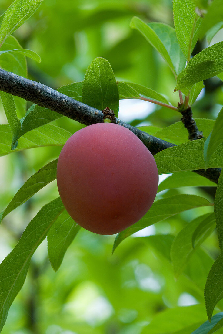 Plum (Prunus domesticus) fruit