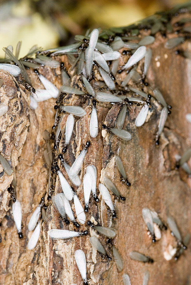 Subterranean Termites swarming
