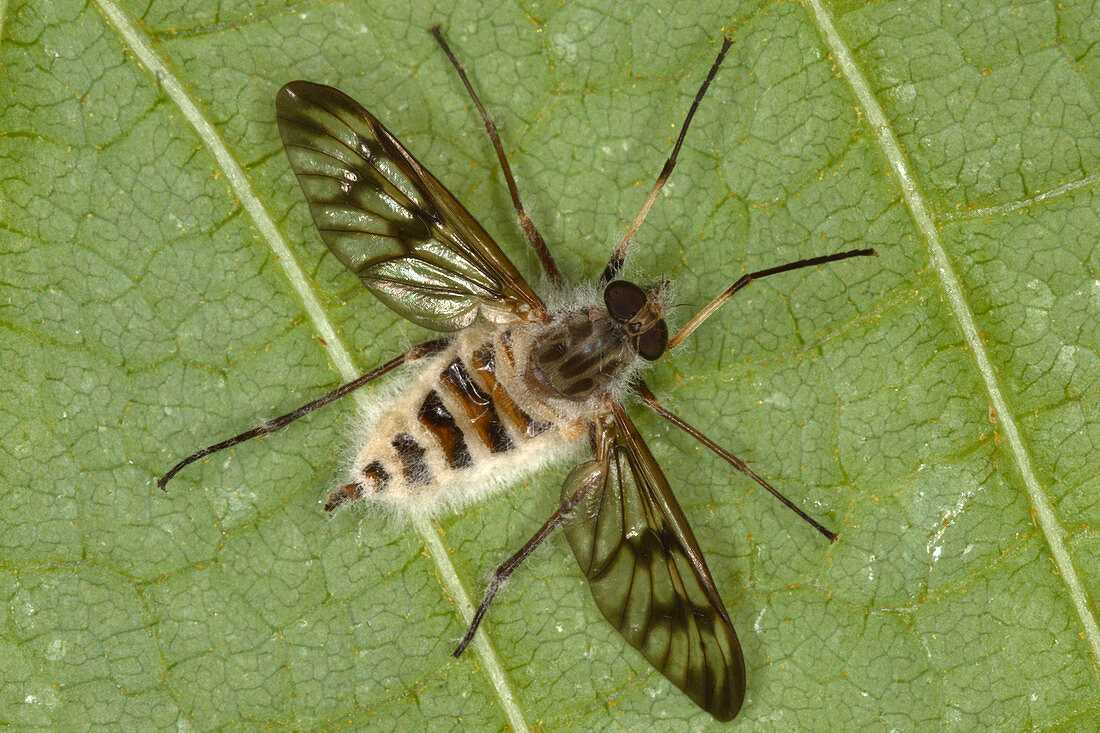 Cluster Fly Killed by Parasitic Fungus