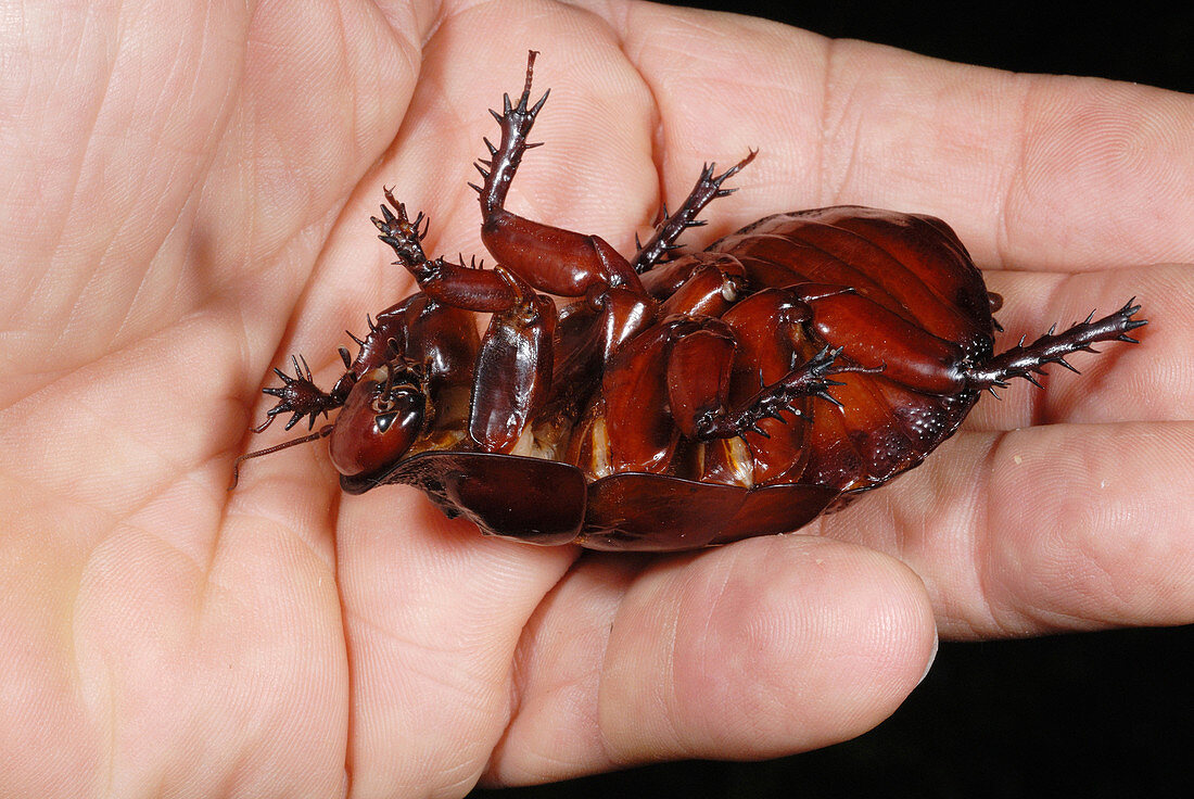 Rhinoceros Cockroach