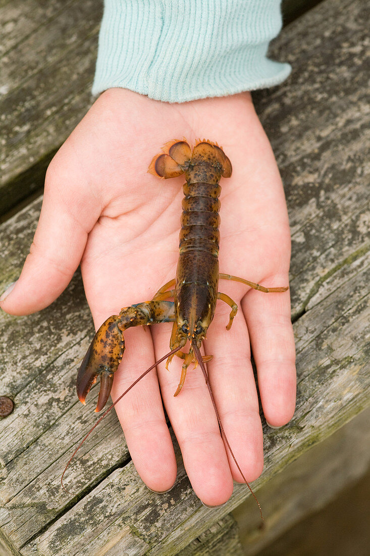 Young Lobster