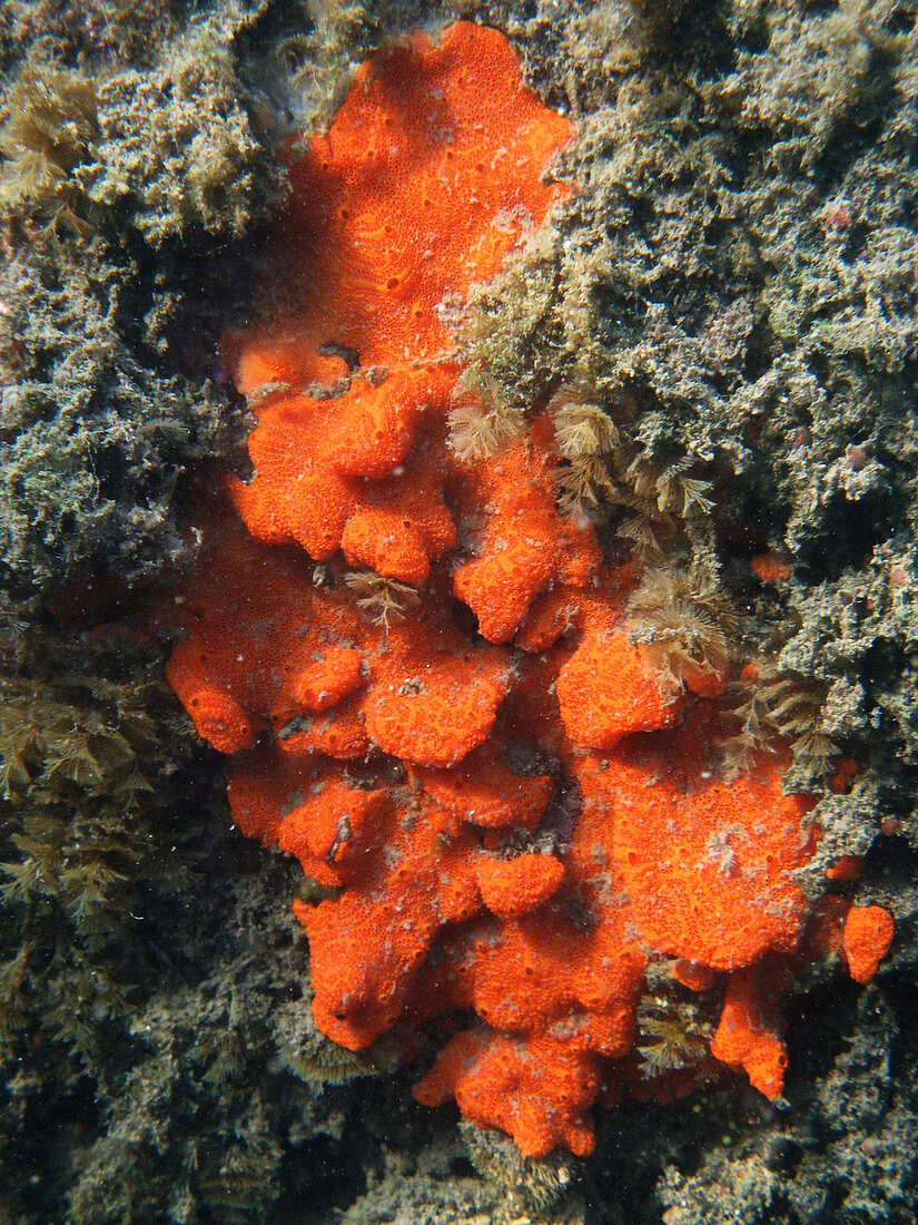 Close-up of Live Sponge