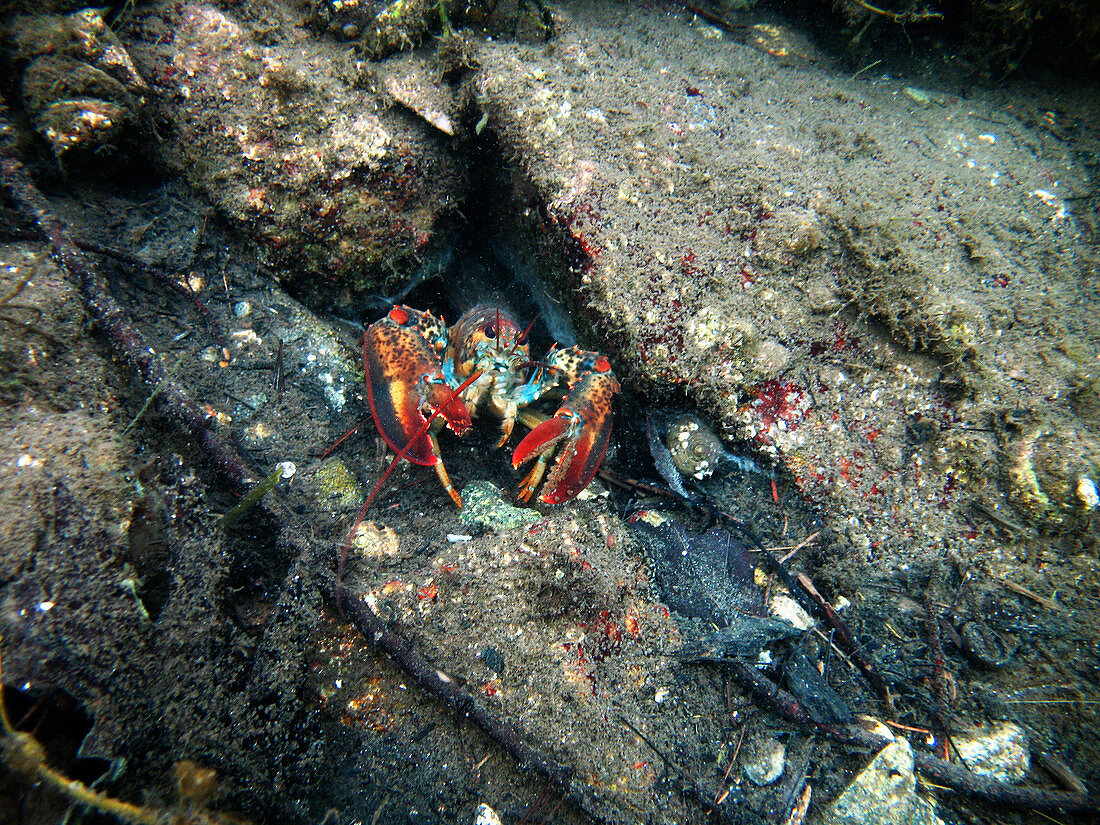 Young Lobster Underwater