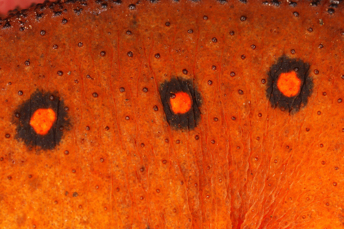 Skin of Eastern Newt