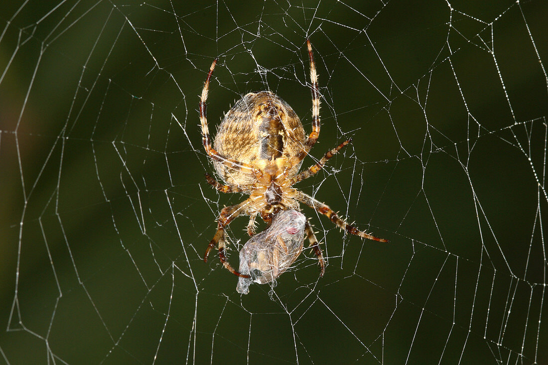 Marbled Orb Weaver Spider Eating
