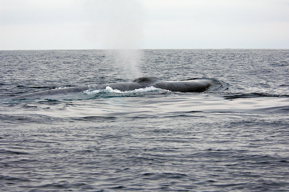 Blue Whale Surfacing