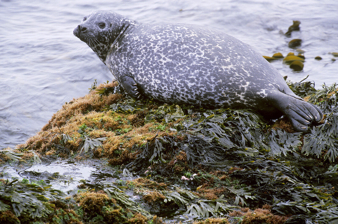 Harbor Seal in Iceland