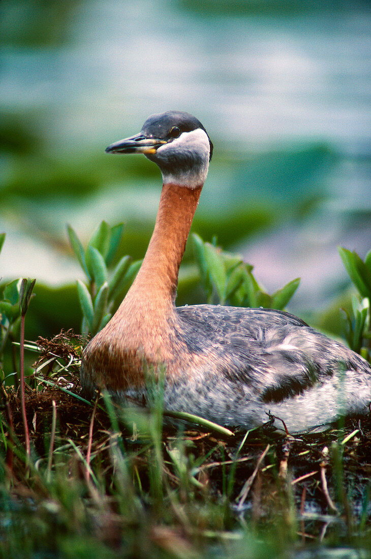 Red-Necked Grebe