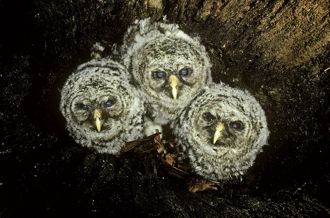 Barred Owl (Strix varia) chicks