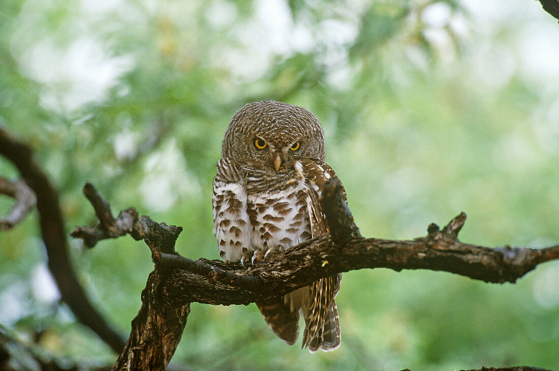 Scheffler's Owlet
