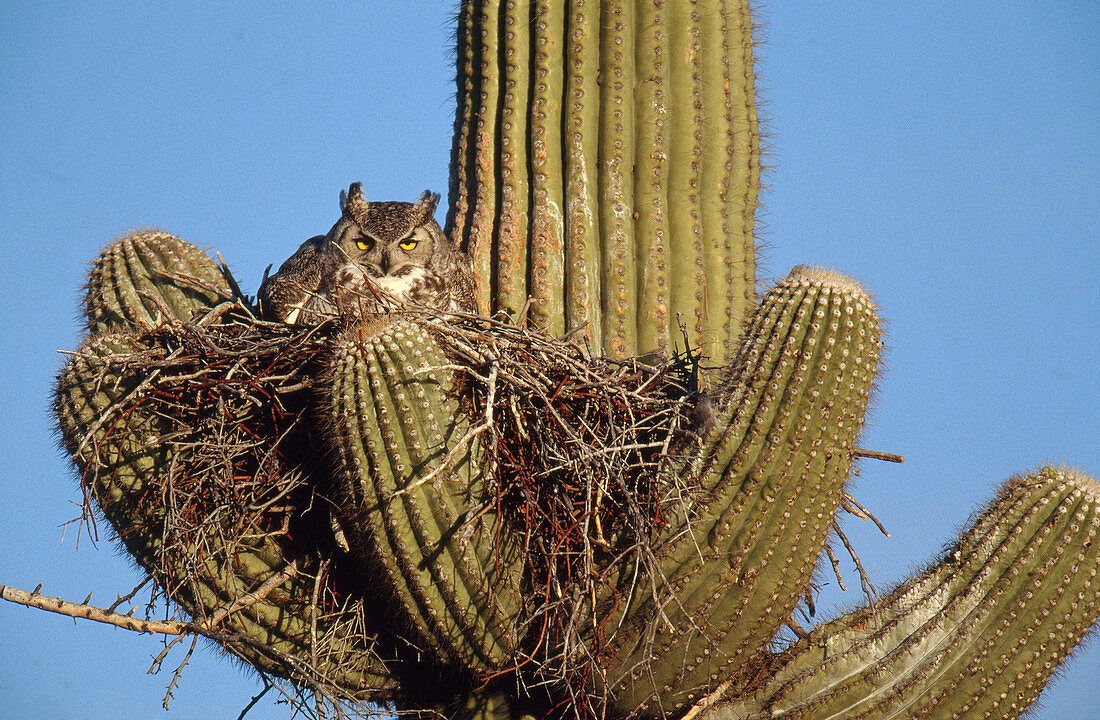 Great Horned Owl at Nest